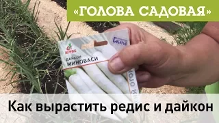 Голова садовая - Как вырастить редис и дайкон