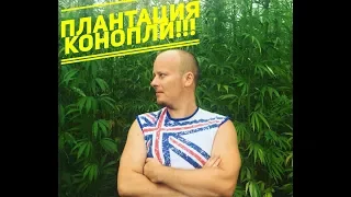 Лес-конопли!!!