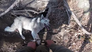 Драка собаки и барсука, оба попались в капканы.