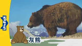 [4K] 认识动物 - 灰熊 ( Meet the Animals - Grizzly Bear) | 野生动物 | Animals | Chinese | By Little Fox