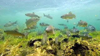 UNBELIEVABLE Sight Fishing for Trout (Catch n’ Cook)