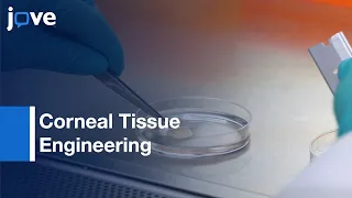 Corneal Tissue Engineering: Stromal-nerve Interaction Model of Cornea | Protocol Preview