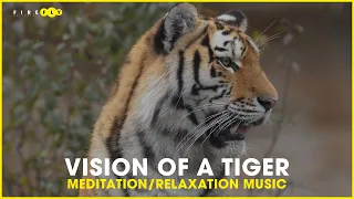 Meditation Relaxation Music , Vision of a Tiger