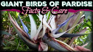 All About The Giant Bird's Of Paradise / How to Care for Strelitzia Nicolai -White Birds Of Paradise
