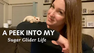 Sugar Glider Vlog July 2020