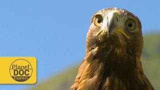 Golden Eagle | Planet Doc Express