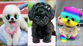 Tik Tok Chó Phốc Sóc Mini 😍 Funny and Cute Pomeranian #6