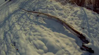 Охота в Узбекистане.  Охота на фазана первый снег