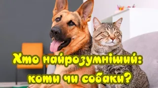 Хто найрозумнiший: коти чи собаки?  Who is smarter: cats or dogs?