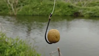 Amazing 🎣 Big Rohu 🐟 Fishes to catch Single Hook Fishing in Krishna River Fish Hunting Mncing Fishin