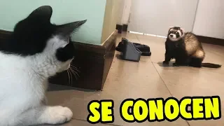 ¿¡EL GATO BEBÉ LASTIMA A HUMI!? SE VEN POR PRIMERA VEZ