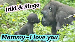 Gorilla baby Ringo knew how to express love to his mom / 金剛寶寶Ringo知道怎麼跟媽媽表達愛