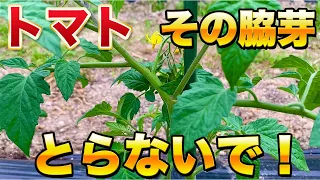【トマト栽培】最初が重要！脇芽とりで今後の生育が大きく変わります！取るべきタイミング、残す脇芽を徹底解説！