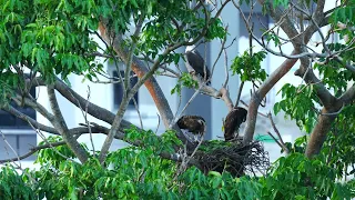 Singapore WB Sea Eagles - 2 May 2024 evening