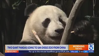 San Diego Zoo prepares for return of giant pandas