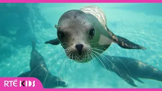 Californian Sea Lion & Humboldt Penguins - a lesson on animal adaptations | The Zoo | @RTÉ Kids