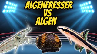 Algenfresser gegen Algen | TAG TEAM EDITION | Algen im Aquarium