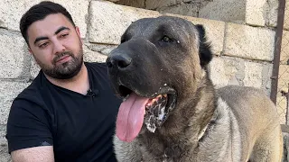 I FOUND THE TURKISH DOGS THAT MEN WERE LOOKING FOR IN AZERBAIJAN! LUXURY FARM