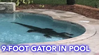 9-foot alligator found in Florida family's swimming pool