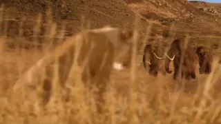 Land Of The Mammoth Cave Lions