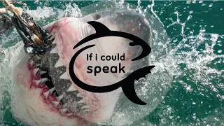 Shark Answers 4 Questions - If Sharks Could Speak