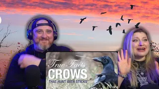 True Facts: Crows That Hunt With Sticks @zefrank | HatGuy & @gnarlynikki React