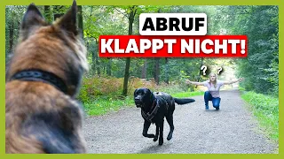 Sicheres ABBRUCHSIGNAL: So stoppst du deinen Hund in jeder Situation [LIVE TRAINING]