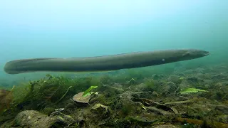 Saving Europe’s endangered eels