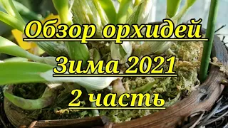 Обзор моих орхидей. Зима 2021г.2 часть