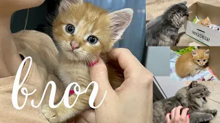 ВЛОГ 💜Новый питомец🎀 Котенку 1 месяц 😺 Как знакомится взрослый кот с котенком😱Заключение ветеринара