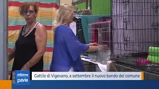 Gattile di Vigevano, le volontarie incontrano il sindaco: a settembre il nuovo bando del comune