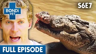 Enormous Croc with Battle Wounds needs Treatment 🐊| Bondi Vet Season 6 Ep7 | Bondi Vet Full Episodes