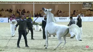 N.89 SHIMA AL ARAB - Almortajaz Arabian Horse Show 2024 - Mares 7-9 Years Old (Class 5)