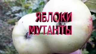 Яблоки мутанты-яблоки срослись.Много яблок на яблоне