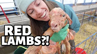 We have RED LAMBS!!! ...and I'm obsessed.😍 | Vlog 683