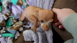 Dog Dad Gently Soothes Terrified Chihuahua During PTSD Episode.