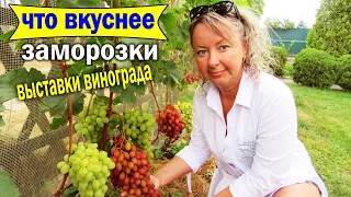 🔴🔴Первые заморозки в начале сентября / Выставка винограда / Дегустация винограда