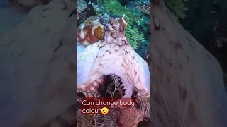 Octopus changing body colour just 😳 #shots #sea creatures