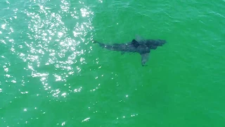 Drone Footage Captures Great White Shark Off Cape Cod Beach