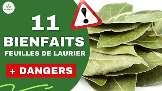 TOUT SAVOIR SUR LES FEUILLES DE LAURIER (LES BIENFAITS CACHÉS POUR LA SANTÉ)