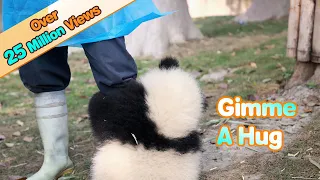 Panda Wants A Hug From Nanny, But Nanny Is Working