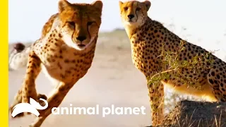 How Do Cheetahs Run So Fast? | How Do Animals Do That?