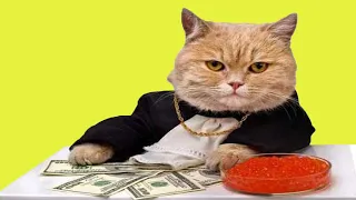 Top 10 Most Expensive Cat Breeds