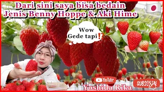 MAKAN STRAWBERRY ⁉️JENIS BENNY HOPPE & AKI HIME TERNYATA BEDA BANGET‼️