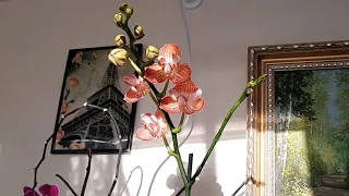 Орхидеи вешаю.... на лоджии. Ванды, дендры, зиг.  Ответы на вопросы. 14 апреля 2021 г.
