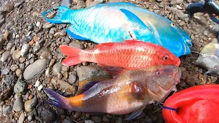 Hawaii Spearfishing | Into The Deep