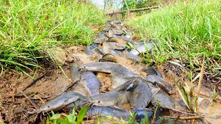 wow amazing fishing! a fisherman Skill catch fish a lot in under grass after rain catch by hand