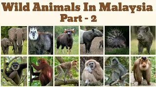 Wild Animals In Malaysia | Part  2