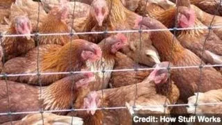 First H7N9 Case Outside Eastern China Reported