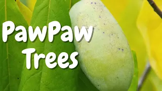 Pawpaw Trees: The Best-Kept Secret in Your Backyard - Discover the Delicious and Nutritious Fruit!